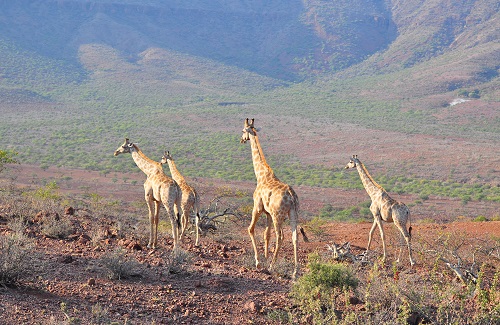 6. Giraffen Namibië