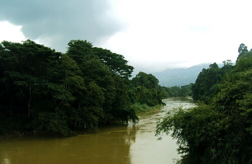 Jungle Sri Lanka